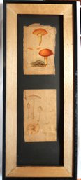 Vintage 1892 USDA Mushroom Prints