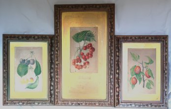 Vintage 1892 USDA Prints Cherries & Plums