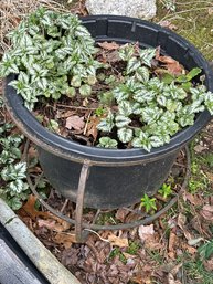 Planter With Iron Frame