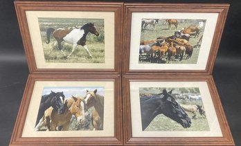 (4) Framed Horse Photography - 15x12