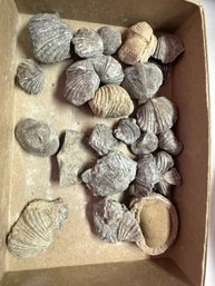 Fossilized Brachiopods And Marine Specimens