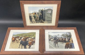 (3) Pcs Framed Horse Photography  - 15x12