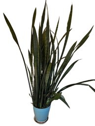 Sansevieria Trifasciata Indoor Plant In Pot Measuring Over 68 Inches