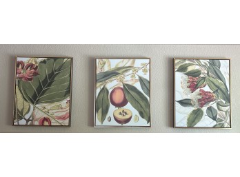 Framed Botanical Illustration Art Prints Set of Three