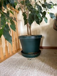 Ficus Benjamina In Plastic Planter