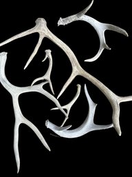 Assorted Antlers