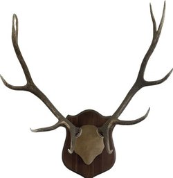 Axis Deer Antlers On Shield Mount 43 H X 40 W