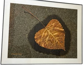 Framed Leaf By Octavio Noda Art Print Wall Hanging - 11'H