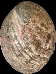Abalone Shell