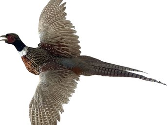 Mounted Pheasant