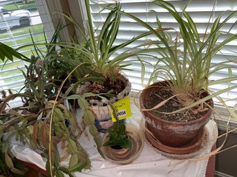 034 - LOT OF PLANTS