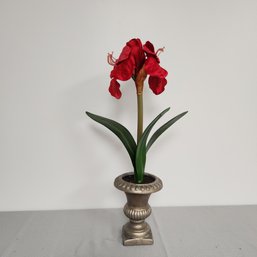 Red Amarylis In Pot