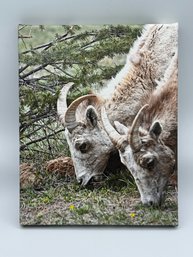 Photograph Of Mountain Sheep On Canvas