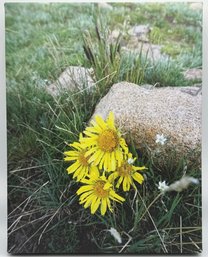 Photograph Of Alpine Sunflowers On Canvas