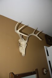 Whitetail Deer European Mount Skull With Antlers Taxidermy Display