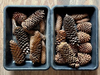 Lot Of Very Large Pinecones