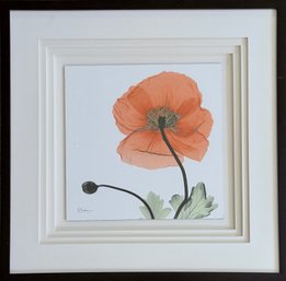 'Iceland Poppy Orange' Print By Albert Koetsier
