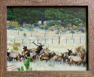 Framed Photograph Herd Of Elk Signed