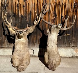 Pair Of Vintage Mounted Deer Head Taxidermy Wall Mounts