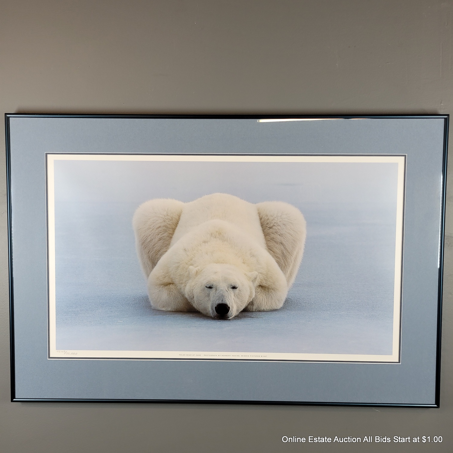 Polar Bear At Ease Norbert Rosing 4249/20000 Offset Lithograph