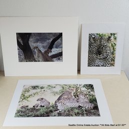 Marie Plakos Lot Of Three Original Photographs - Featuring Cheetahs