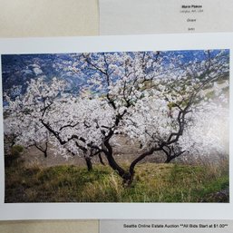 Marie Plakos Original Photograph 'Grace' Langley, WA