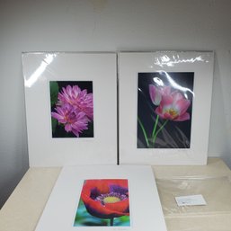 Marie Plakos Three Original Photographs 'Flower Series' Signed - Featuring Dahlia, Poppy And Tulips