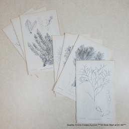 John Van Voorst Antique 19th Century Botanical Plates Published In 1869 - Featuring Plates 51-54 & 56-58