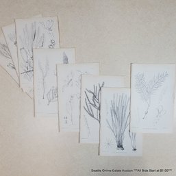 John Van Voorst (1804-1898) Antique 19th Century Botanical Plates Published In 1869 - Featuring Plates 60-67