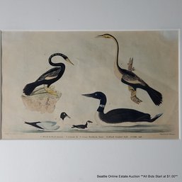 Alexander Wilson Antique Hand-Colored Engraving By W.H. Lizars Of Five Birds For 'American Ornithology' Framed