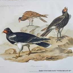 Theodor Franz Zimmermann (1808-1880) Antique 19th-Century Lithograph 'Milvago Crassirostris, Taf. I.'