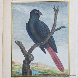 Pierre Sonnerat Antique Hand-Colored Engraving 'Lory Noir De La Nouvelle Guinee. Pl. 110., Pag. 175'