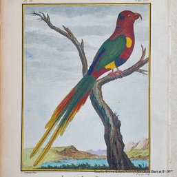 Pierre Sonnerat Antique 18th-Century Hand-Colored Engraving 'Le Petit Lory Papou., Pl. III., Pag. 175.'