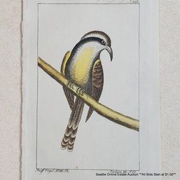 Georges-Louis Leclerc Antique Hand-Colored Engraving 'C. Der Bahamische Zuckerfresser, P. 126'