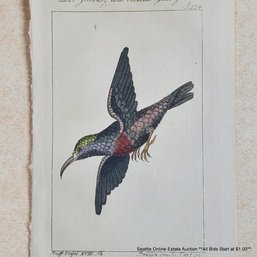 Georges-Louis Leclerc Antique 18th-Century Hand-Colored Engraving 'Der Schwarz Und Violette Quit Quit, P. 124'