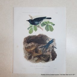 Theodor Franz Zimmermann Antique Lithograph '1. Volvocivora Schierbrandi 2. Collocalia Linchi, Taf. II.'