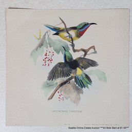 John Gerrard Keulemans Hand-Colored Lithograph 'Urodrepanis Christinae' No. 54 Published In 1941