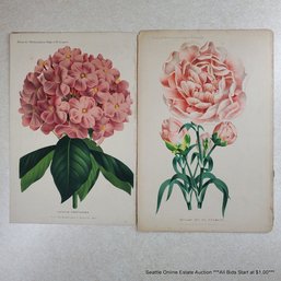 P. De Pannemaeker Pair Of Vintage Botanical Lithographs 'Oeillet Madame Edouard Pynaert', 'Luculia Gratissima'