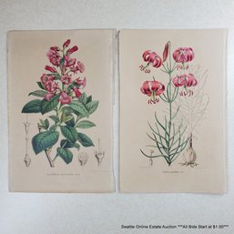 G. Severeyns Pair Of Vintage Botanical Lithographs 'Escallonia Macrantha. Hook' & 'Lilium Pumilum. Red'