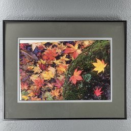 Tony Ise 2004 Signed Seattle Photograph Titled Mossy Rock In Black Metal Frame
