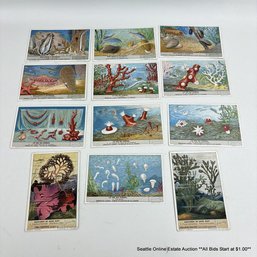 Compagnie Liebig Vintage Promotional Trading Cards Of Sealife In French, Italian, And Dutch