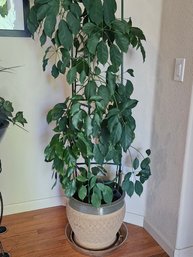 Schefflera Amate 71' Tall House Plant Tree In Planter