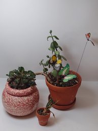 3 House Plants In Pots