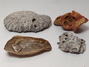 4 Pieces Of Fossilized Ocean Life
