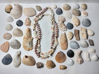 40' Shell Necklace And Assorted Seashells And Fossils