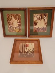 Vtg Framed Photograph Of King Protea Angel Trumpet And Tulip Flowers