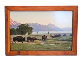 Bison Herd Grand Teton National Park Framed Wall Art