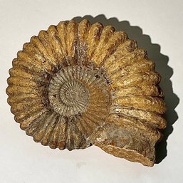 #208 Ammonite Fossil 8'