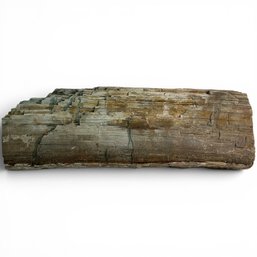 #134 Petrified Wood Fossil With Bark Texture And Wood Grain 16' X 5.5'