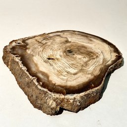 #210 Polished Slab Of Petrified Wood 8'